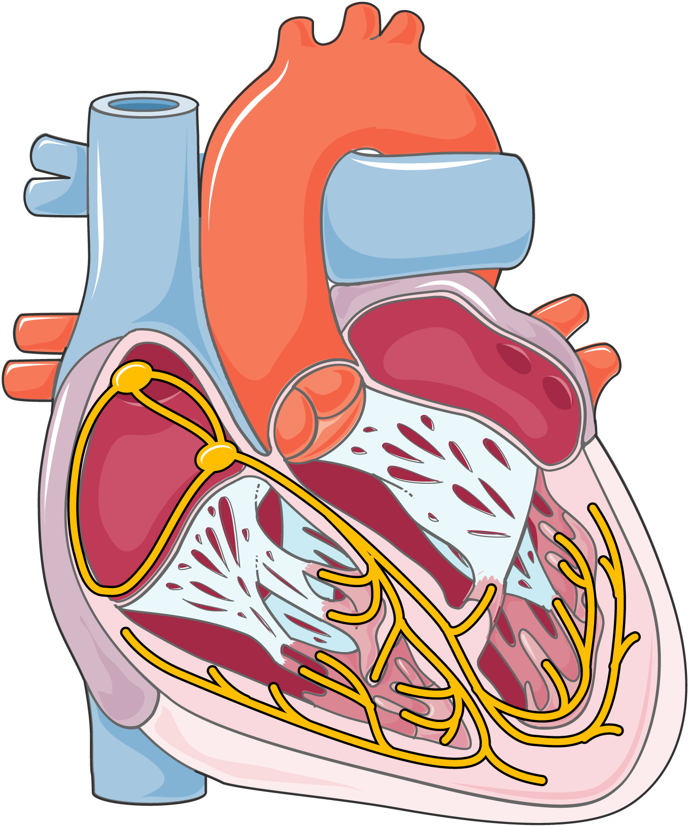 Servier - Drawing Cardiac Conduction System - No Labels | AnatomyTOOL